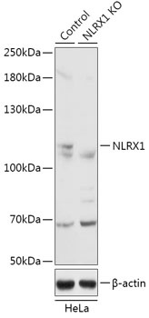 NLRX1 Antibody
