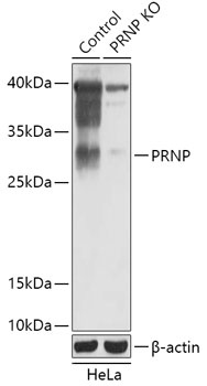 PRNP Antibody