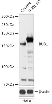 BUB1 Antibody