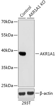 AKR1A1 Antibody
