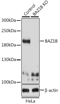 BAZ1B Antibody, KO Validated