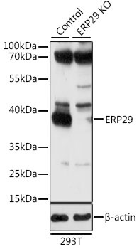 ERP29 Antibody