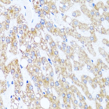 CHD1 Antibody