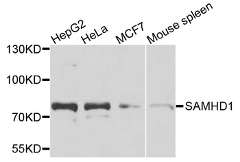 SAMHD1 Antibody