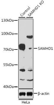 SAMHD1 Antibody