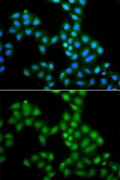 SAMHD1 Antibody
