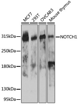 NOTCH1 Antibody