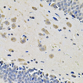 ITGA2 Antibody, KO Validated