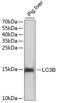 LC3B Antibody, KO Validated