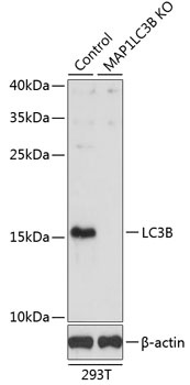 LC3B Antibody, KO Validated