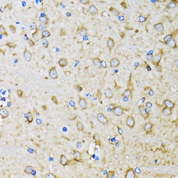 LC3B Antibody, KO Validated