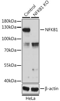 NFKB1 Antibody