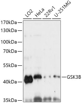 GSK3B Antibody
