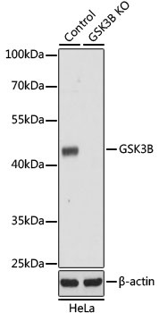 GSK3B Antibody