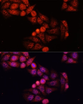 GSK3B Antibody