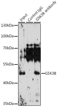 GSK3B Antibody