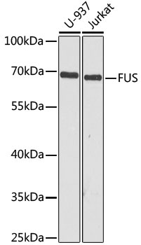 FUS Antibody