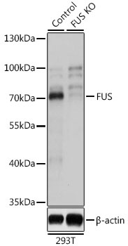 FUS Antibody