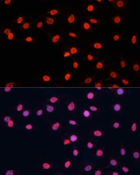 FUS Antibody