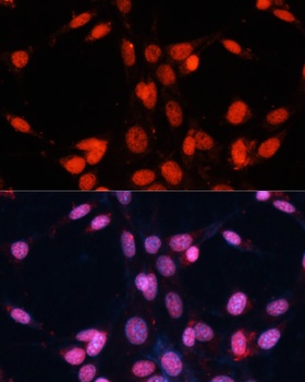 FUS Antibody