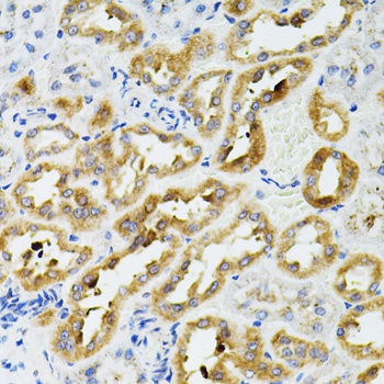 SIRT3 Antibody