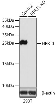HPRT1 Antibody