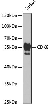 CDK8 Antibody