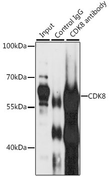 CDK8 Antibody