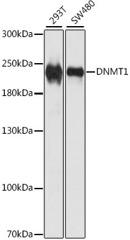 DNMT1 Antibody