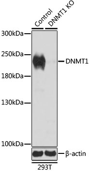 DNMT1 Antibody