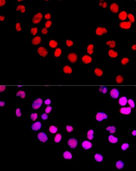 DNMT1 Antibody