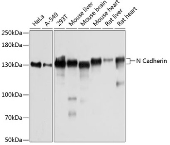 CDH2 Antibody