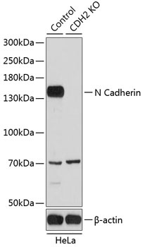 CDH2 Antibody