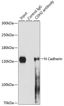 CDH2 Antibody