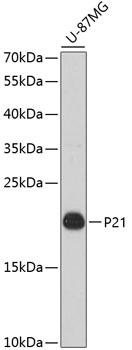 CDKN1A Antibody