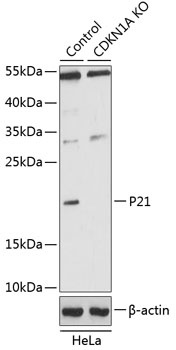 CDKN1A Antibody