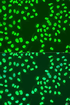 CBX3 Antibody