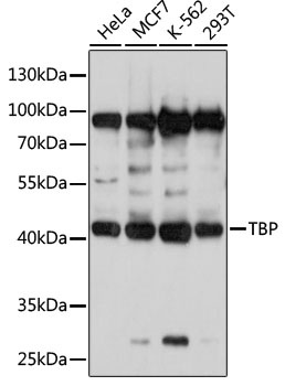 TBP Antibody