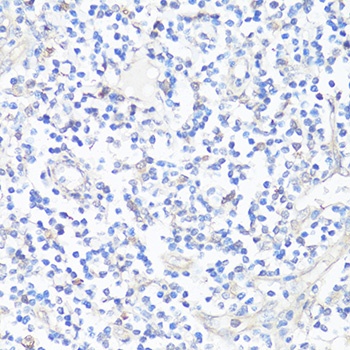 CASP3 Antibody