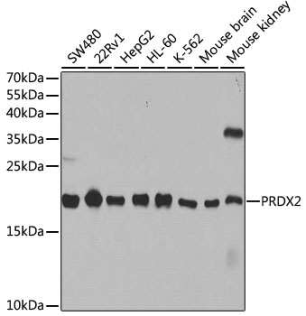 PRDX2 Antibody