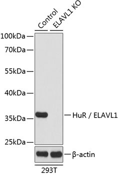 HuR / ELAVL1 Antibody, KO Validated
