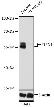 PTPN1 Antibody