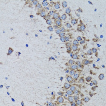 PTPN1 Antibody