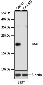 BAX Antibody, KO Validated