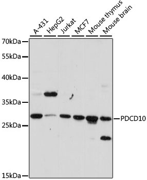 PDCD10 Antibody, KO Validated