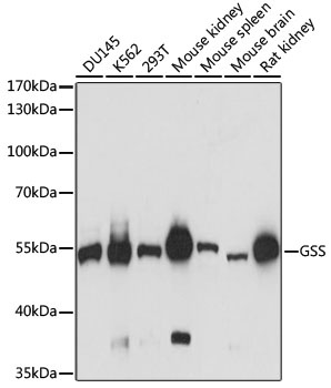 GSS Antibody