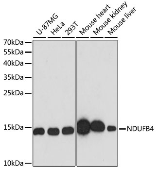 NDUFB4 Antibody