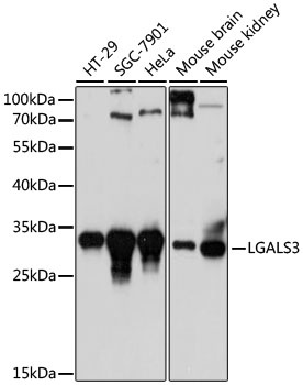 LGALS3 Antibody