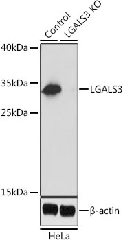LGALS3 Antibody