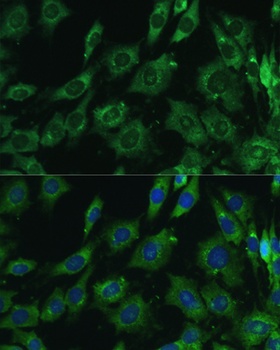 LGALS3 Antibody